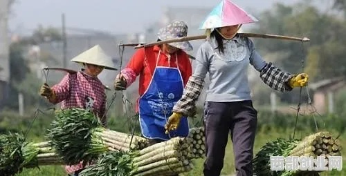 农村女人做什么事好赚钱（农村女性创业项目推荐）