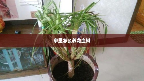 家里怎么养龙血树