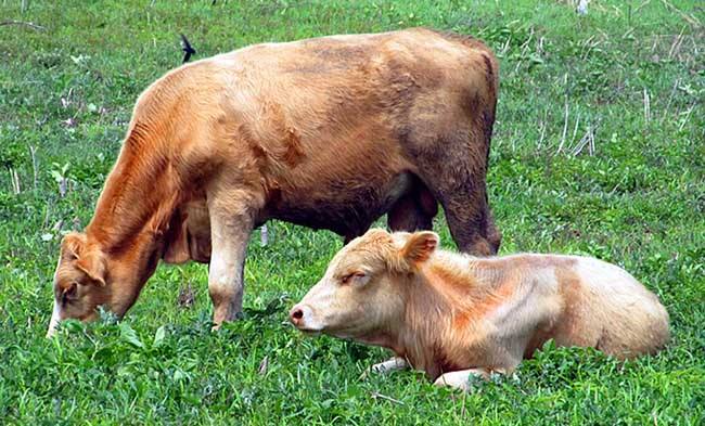 牛的常见疾病(牛的常见疾病有哪些)