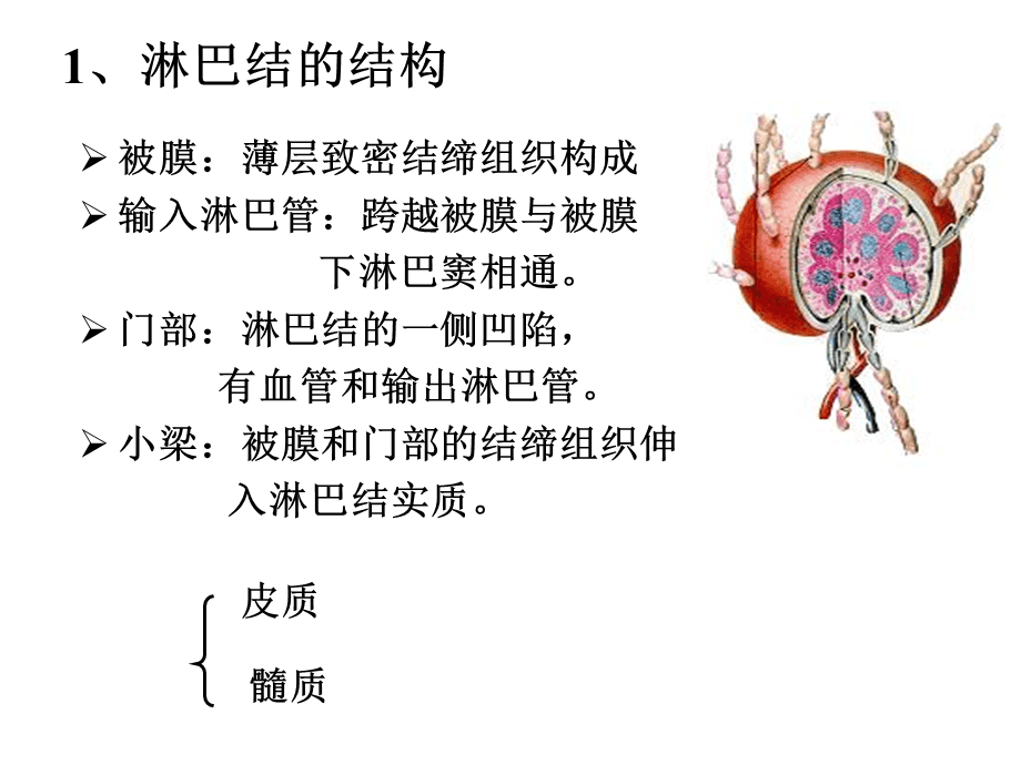 什么淋巴(什么淋巴瘤要基因重排)