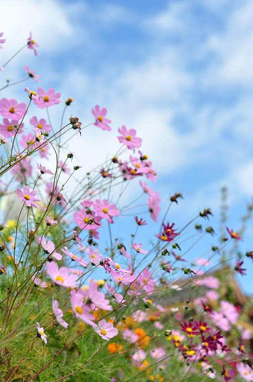 格桑花是哪里的花(格桑花是什么样子的花)